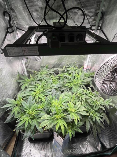 Mimosa x Orange Punch. Week 6