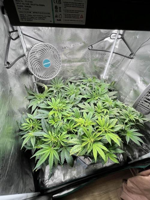 Mimosa x Orange Punch. Week 6