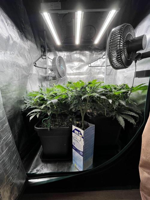 Mimosa x Orange Punch. Week 6