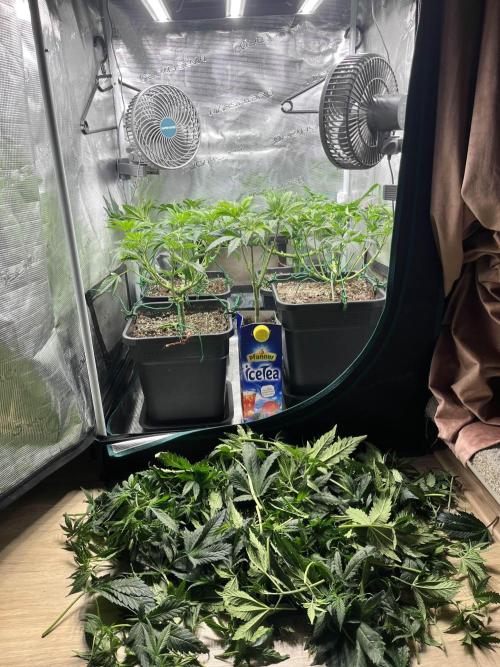 Mimosa x Orange Punch. Week 6