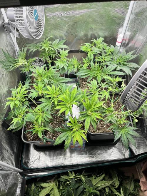 Mimosa x Orange Punch. Week 6