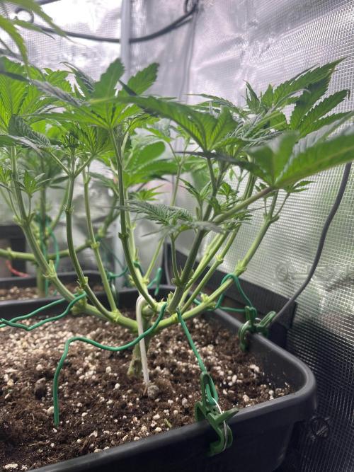 Mimosa x Orange Punch. Week 6