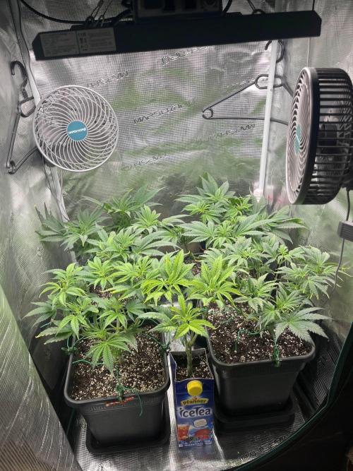 Mimosa x Orange Punch. Week 6