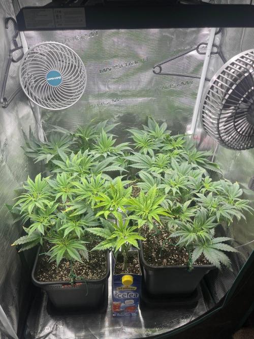 Mimosa x Orange Punch. Week 6