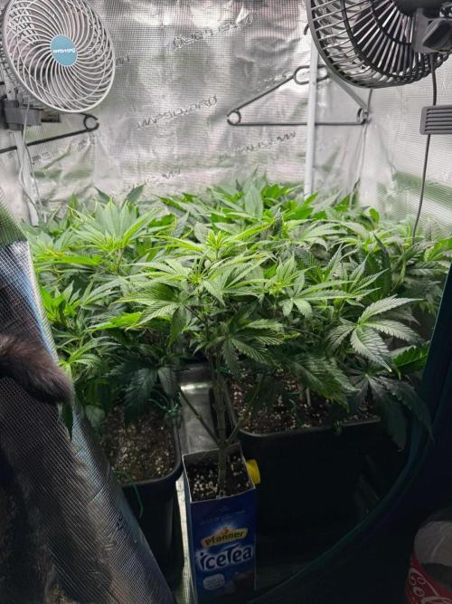 Mimosa x Orange Punch. Week 7