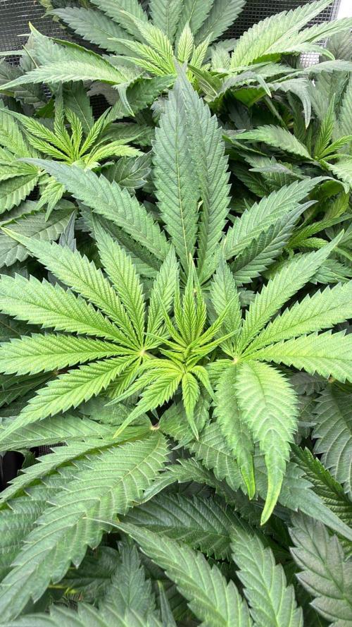 Mimosa x Orange Punch. Week 7