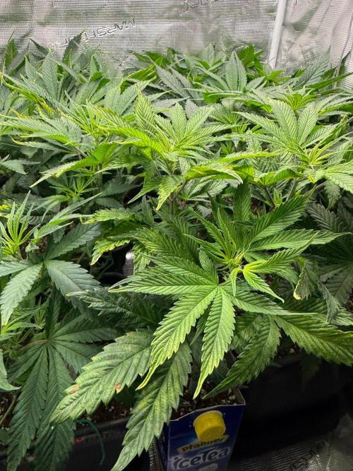 Mimosa x Orange Punch. Week 7