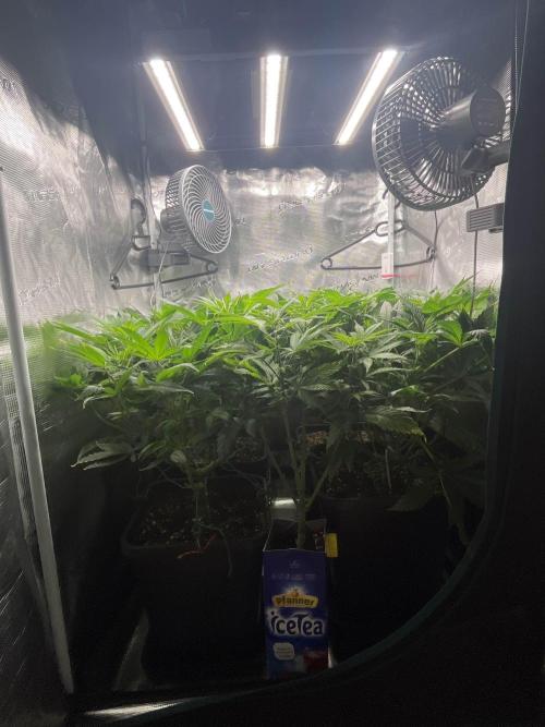 Mimosa x Orange Punch. Week 7