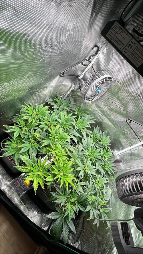 Mimosa x Orange Punch. Week 7