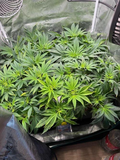 Mimosa x Orange Punch. Week 7