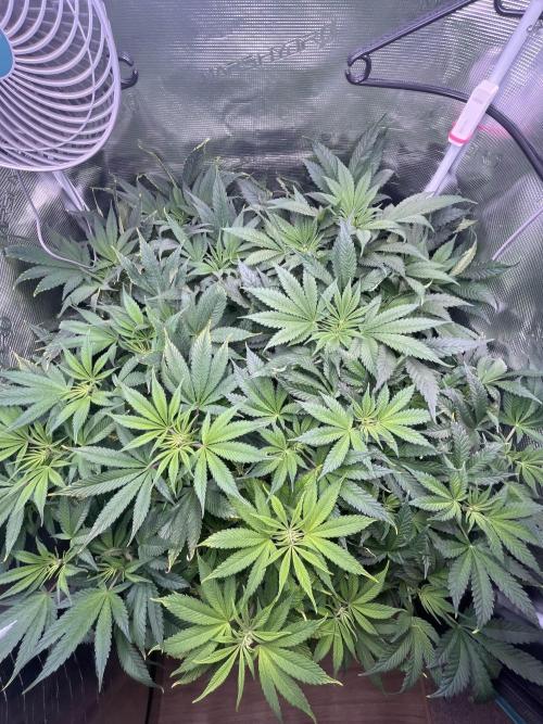 Mimosa x Orange Punch. Week 7