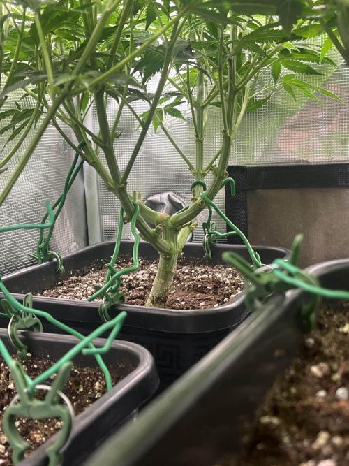 Mimosa x Orange Punch. Week 7