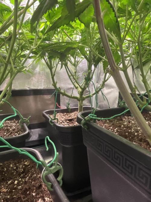 Mimosa x Orange Punch. Week 7