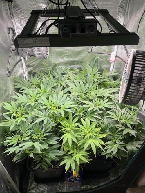 Mimosa x Orange Punch. Week 7