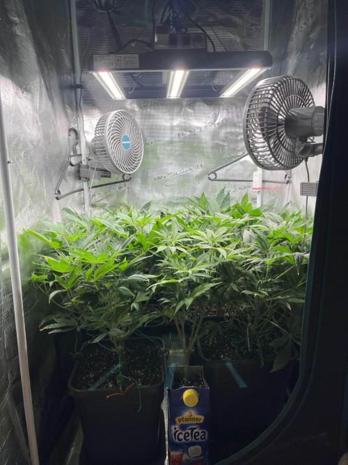 Mimosa x Orange Punch. Week 7