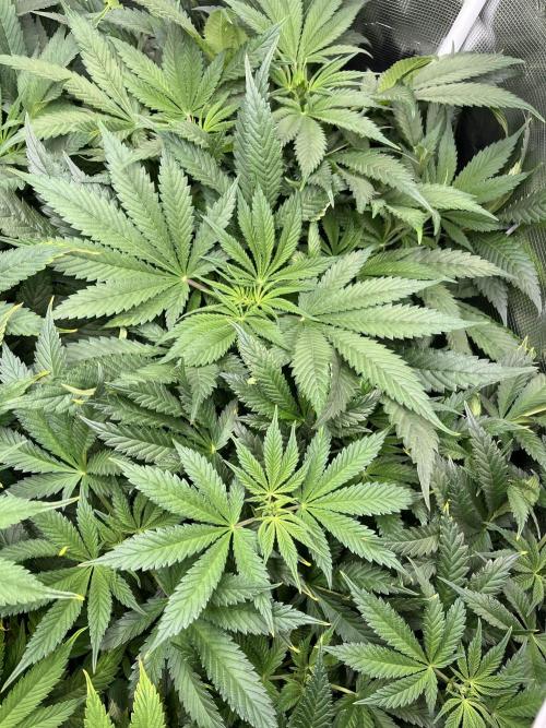 Mimosa x Orange Punch. Week 7