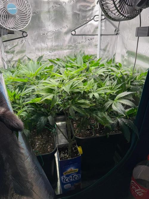 Mimosa x Orange Punch. Week 7