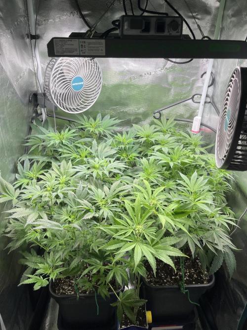 Mimosa x Orange Punch. Week 8