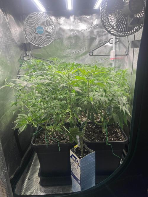 Mimosa x Orange Punch. Week 8