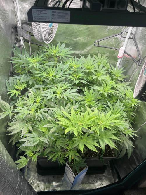 Mimosa x Orange Punch. Week 8