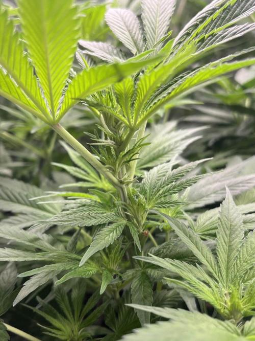 Mimosa x Orange Punch. Week 8