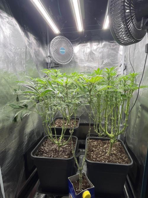 Mimosa x Orange Punch. Week 9