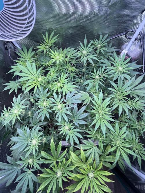 Mimosa x Orange Punch. Week 9