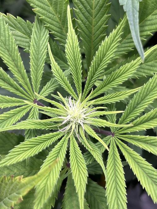 Mimosa x Orange Punch. Week 9