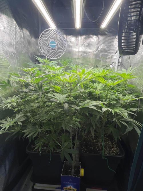 Mimosa x Orange Punch. Week 9