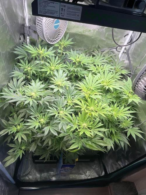 Mimosa x Orange Punch. Week 9