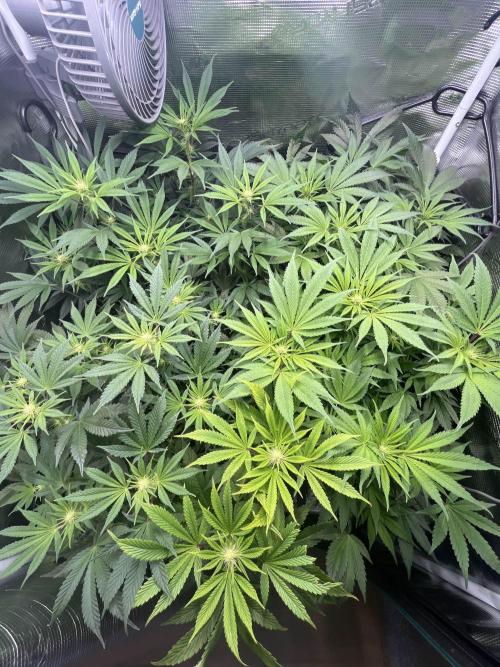 Mimosa x Orange Punch. Week 9