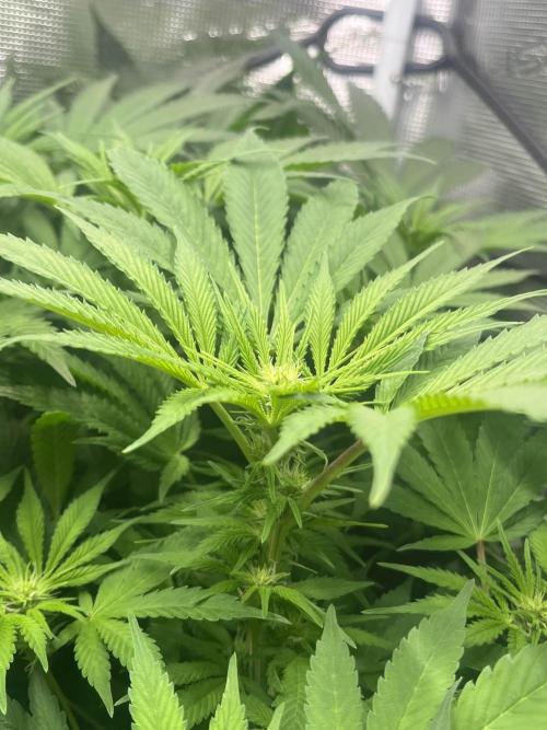 Mimosa x Orange Punch. Week 9