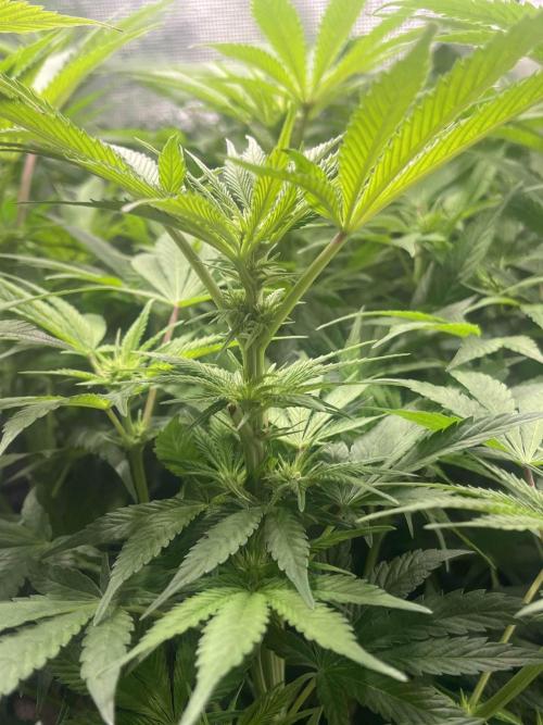 Mimosa x Orange Punch. Week 9