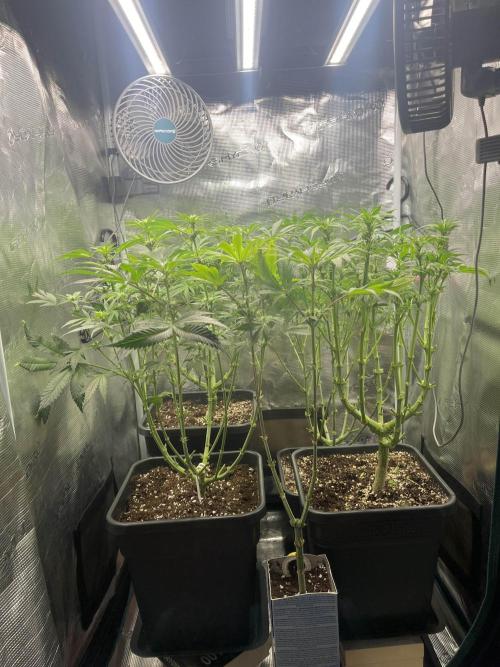 Mimosa x Orange Punch. Week 9