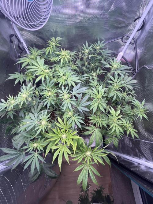 Mimosa x Orange Punch. Week 9