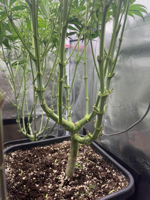 Mimosa x Orange Punch. Week 9