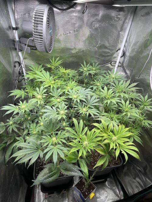 Mimosa x Orange Punch. Week 9