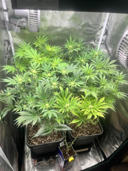 Mimosa x Orange Punch. Week 10