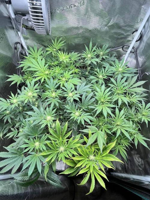 Mimosa x Orange Punch. Week 10