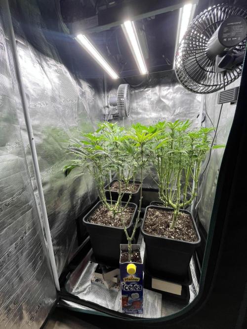 Mimosa x Orange Punch. Week 10