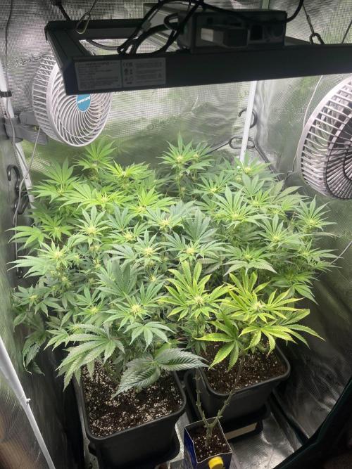 Mimosa x Orange Punch. Week 10