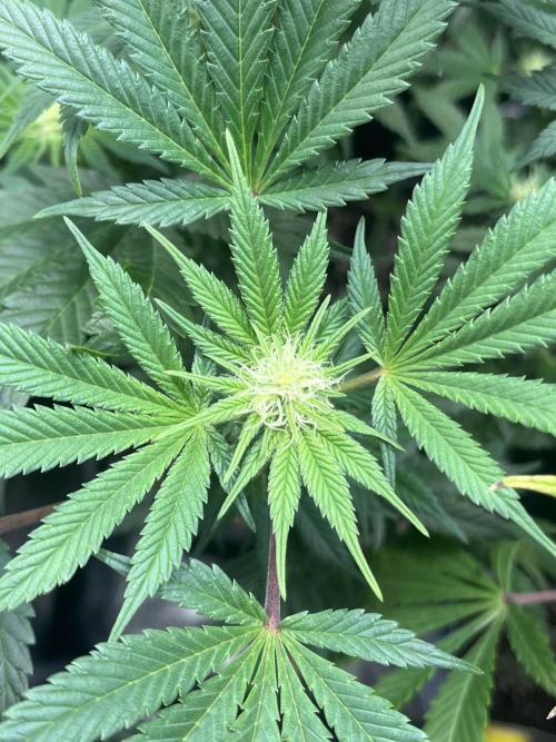 Mimosa x Orange Punch. Week 10