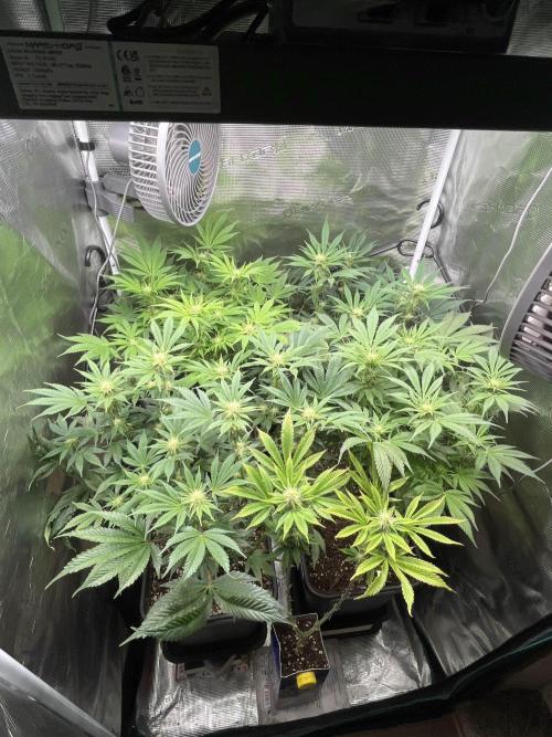 Mimosa x Orange Punch. Week 10