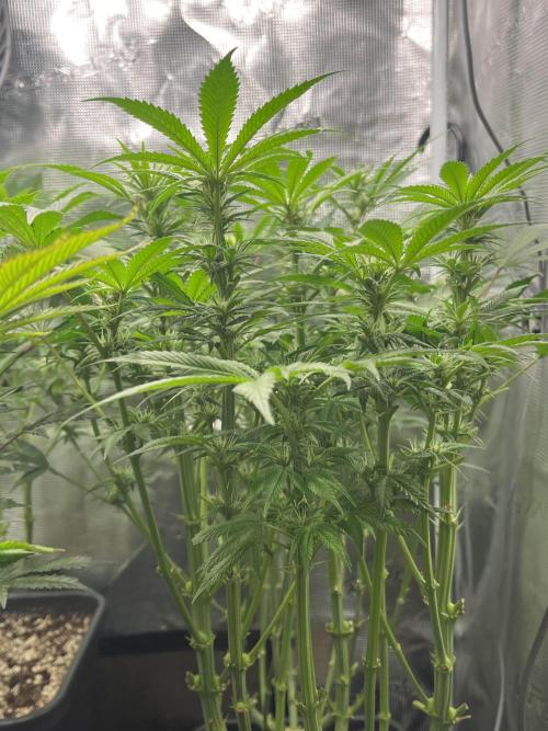 Mimosa x Orange Punch. Week 10