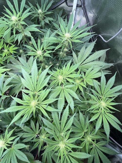 Mimosa x Orange Punch. Week 10