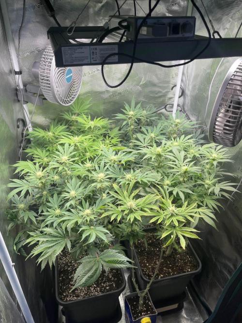 Mimosa x Orange Punch. Week 10