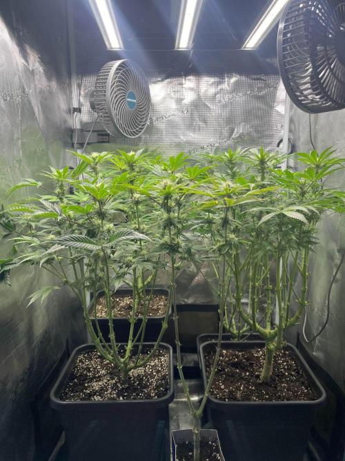 Mimosa x Orange Punch. Week 10