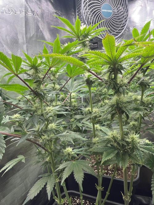 Mimosa x Orange Punch. Week 10