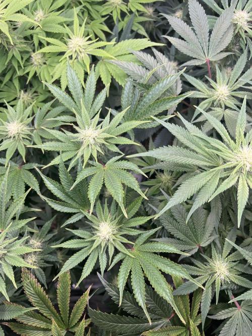 Mimosa x Orange Punch. Week 10