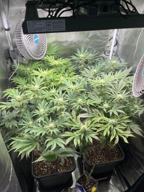 Mimosa x Orange Punch. Week 10